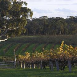 Barossa Valley Accommodation Dallas
