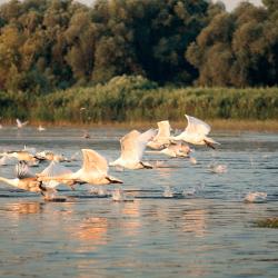 Danube Accommodation Dallas