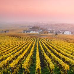 Champagne Accommodation Dallas