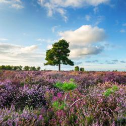 New Forest Accommodation Dallas