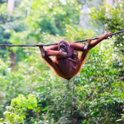 Borneo Accommodation Dallas