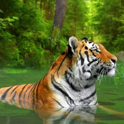Sumatra Accommodation Dallas