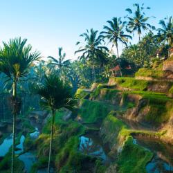Ubud Accommodation Dallas