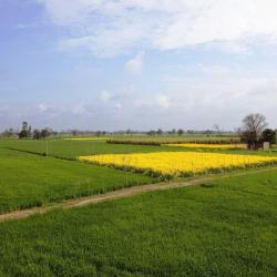 Punjab Accommodation Dallas