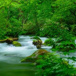 Aomori Accommodation Dallas