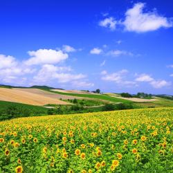 Hokkaido Accommodation Dallas