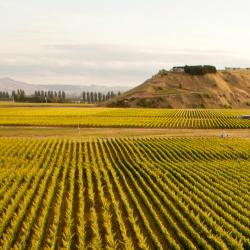 Hawke's Bay Accommodation Dallas