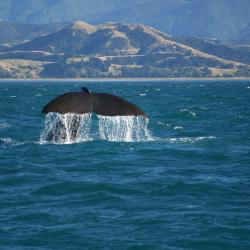 Kaikoura Accommodation Dallas