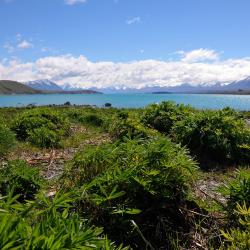 Lake Tekapo Accommodation Dallas