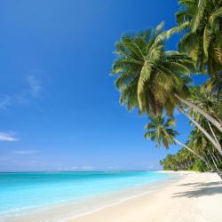 Hawaii Accommodation Dallas