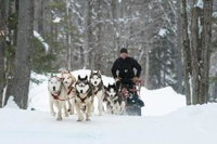 Stratton Mountain Vt Accommodation Dallas