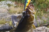 Book Cities Accommodation Vacations, Accommodation Dallas Accommodation Dallas