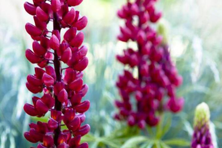 Casa Gallina An Artisan Inn - thumb 3