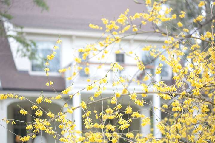 The Reiss House - thumb 3