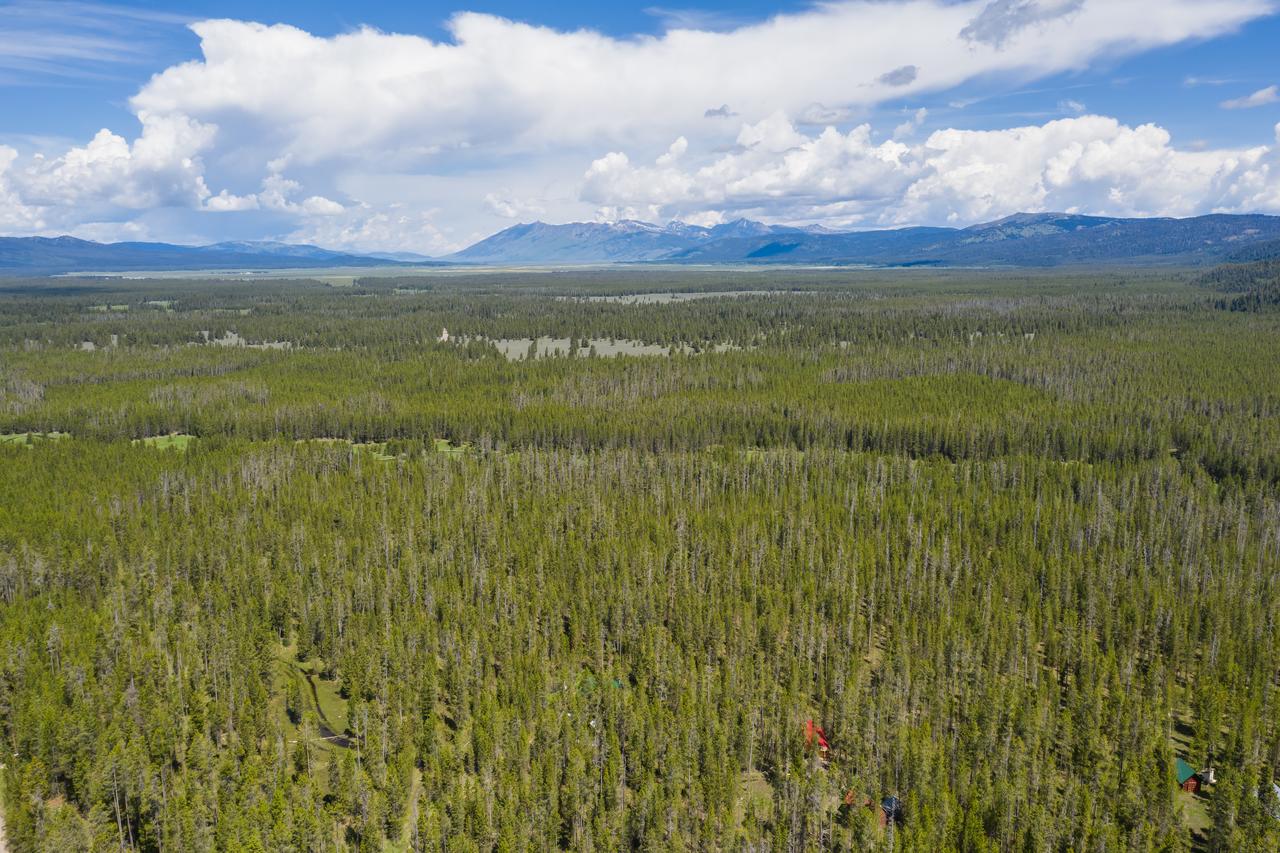 Little Fox - thumb 8