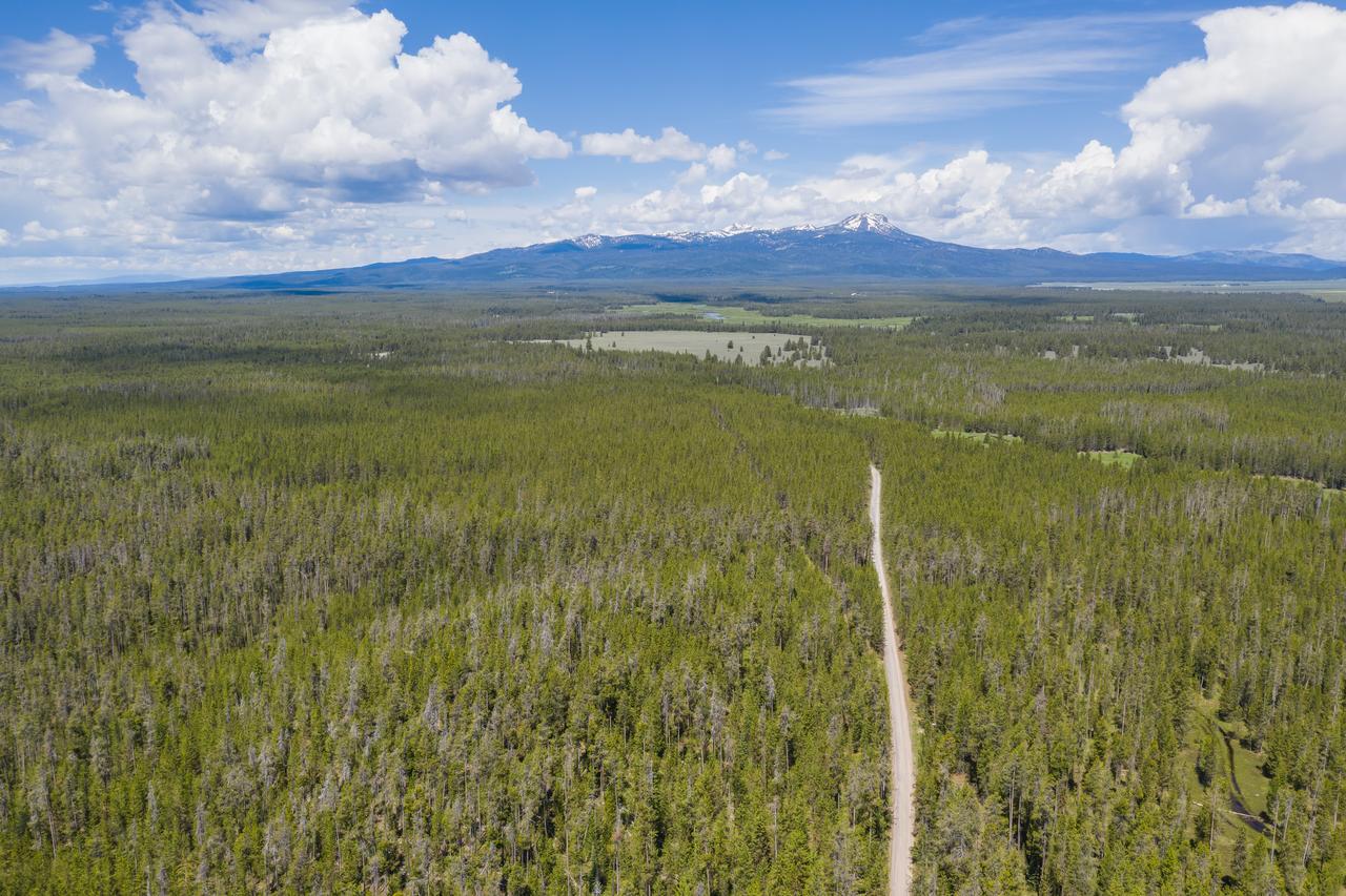 Little Fox - thumb 20