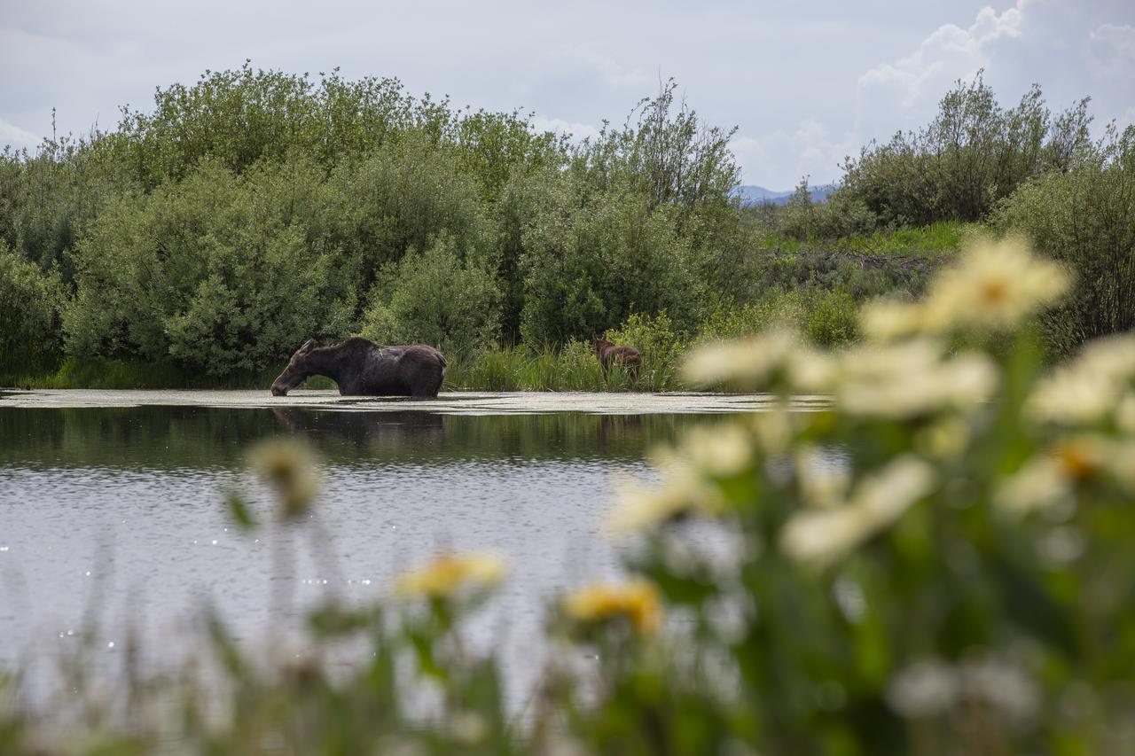 Little Fox - thumb 14