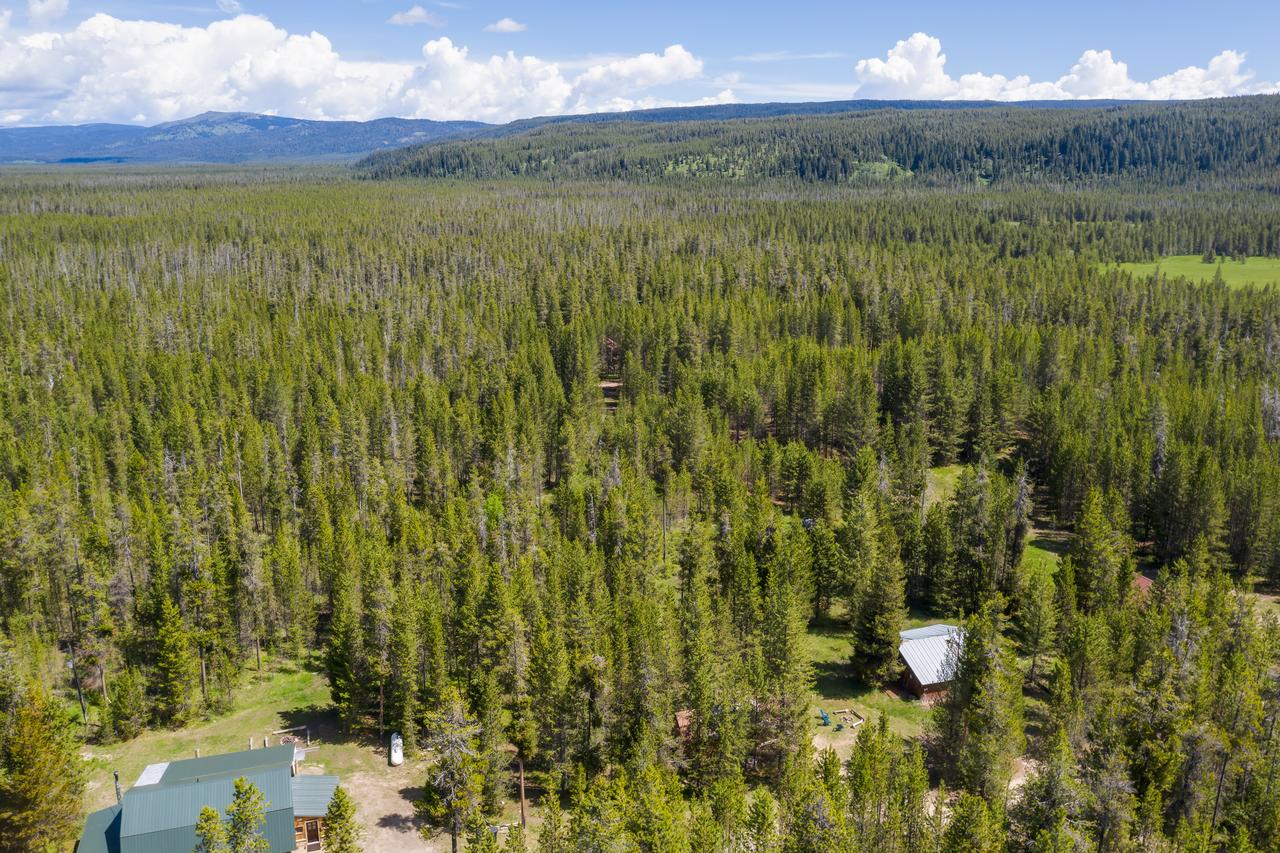 Little Fox - thumb 36