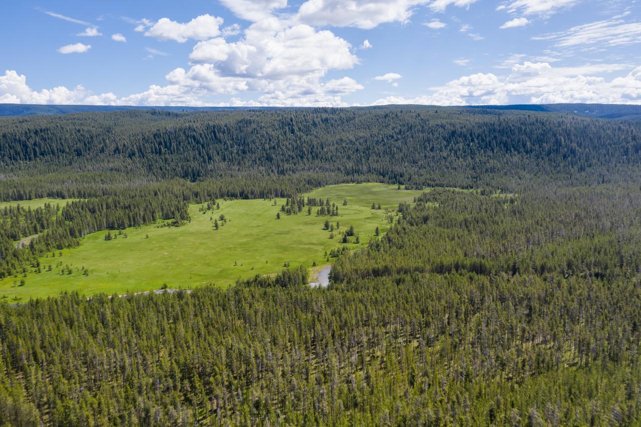 Little Fox - thumb 21