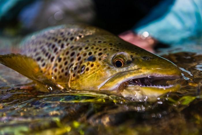 Heigh-Ho Hollow - thumb 12