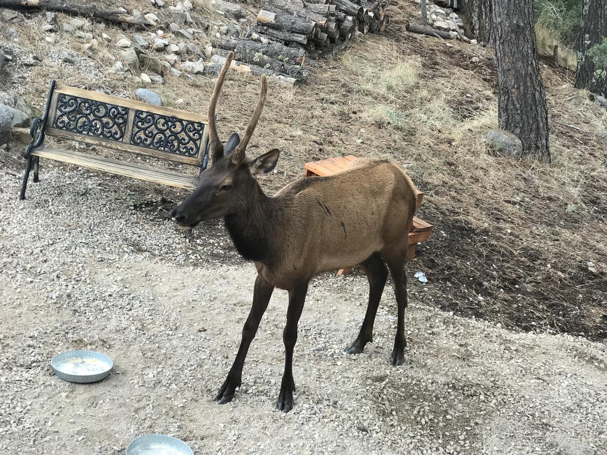 Gonzales Cozy Little Bear Cabin - thumb 33