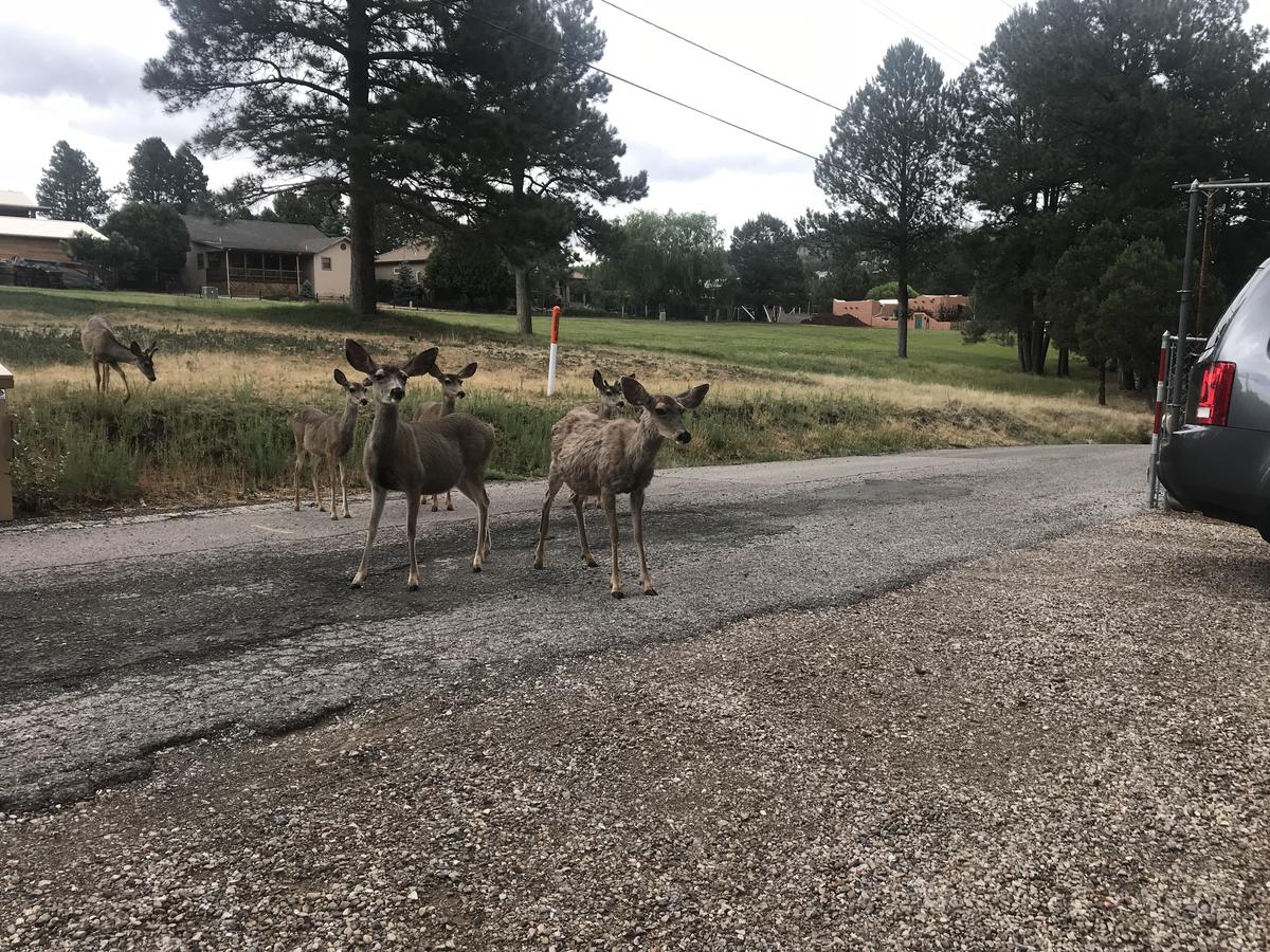 Gonzales Cozy Little Bear Cabin - thumb 34