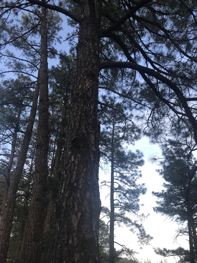 Gonzales Cozy Little Bear Cabin - thumb 36