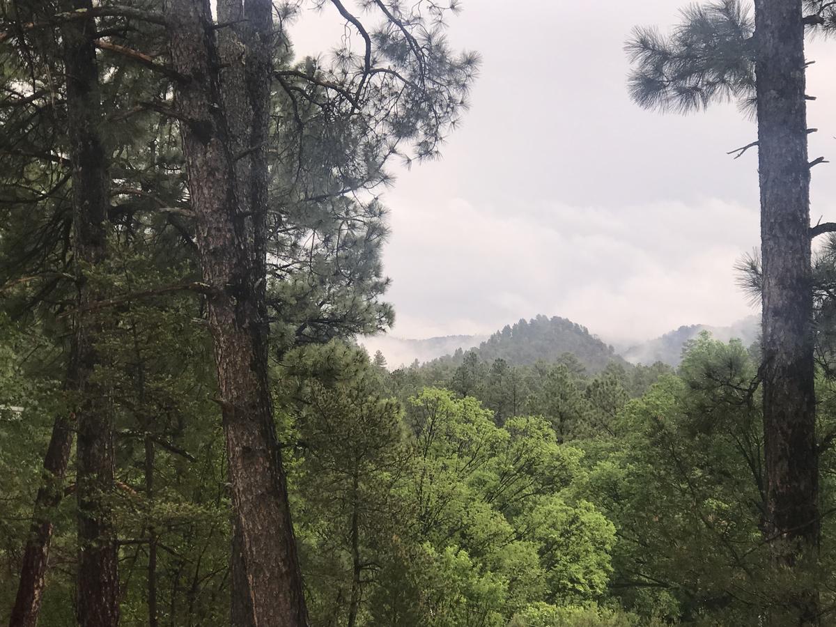 Gonzales Cozy Little Bear Cabin - thumb 37