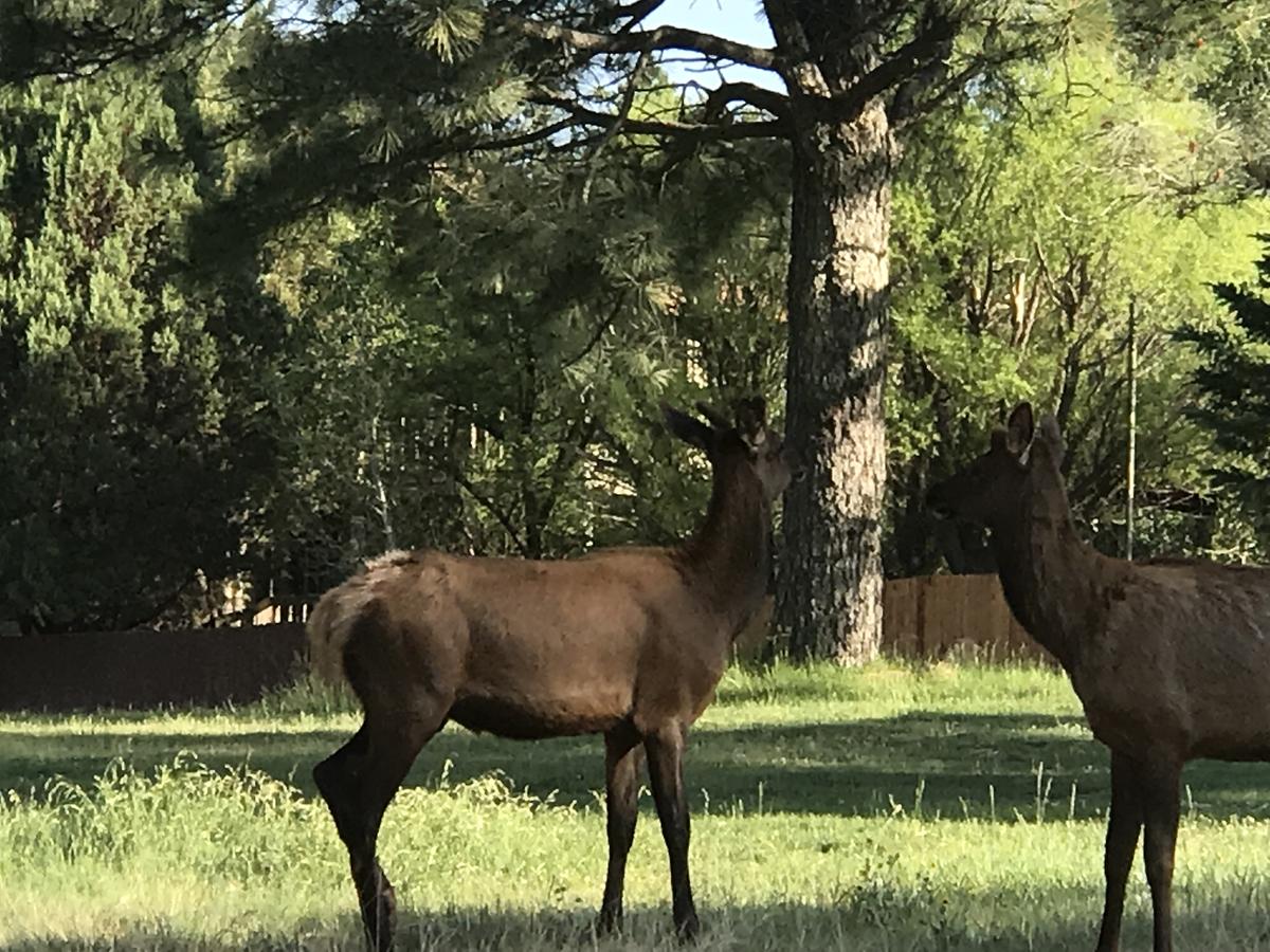 Gonzales Cozy Little Bear Cabin - thumb 35