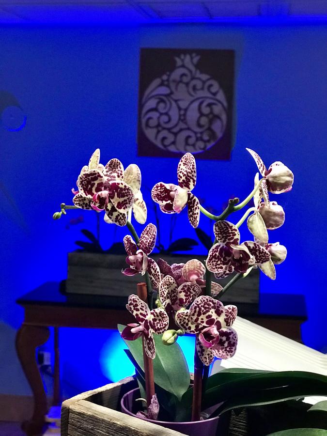 The Noor Hotel - thumb 3