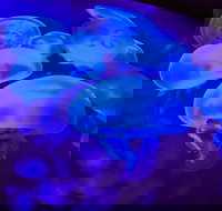 Shark Reef at Mandalay Bay Hotel and Casino - Accommodation Dallas