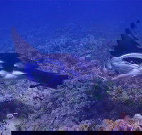 Night Manta Ray Adventure - Accommodation Dallas