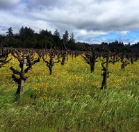 Sonoma  Healdsburg Wine Tours - Accommodation Dallas