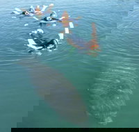 Manatee Snorkeling Tours - Accommodation Dallas