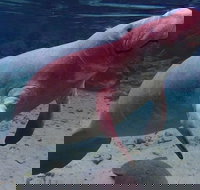 Swim with the Manatees Includes In-Water Guide/Photographer - Accommodation Dallas