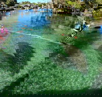 All Clear Kayak Manatee Viewing Ecotour With Local Guide - Accommodation Dallas