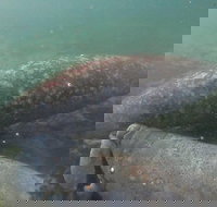 Swim With Manatees In Crystal River Florida - Accommodation Dallas