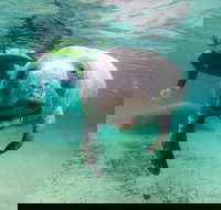 Manatee Snorkel Tour with In-Water Divemaster/Photographer - Accommodation Dallas