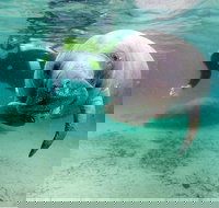 Small group Manatee Tour with In-Water Divemaster/Photographer - Accommodation Dallas