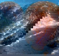 Small Group VIP Manatee Pontoon Tour - Accommodation Dallas