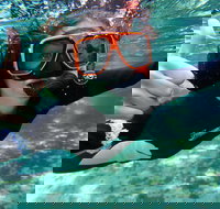 Crystal River Manatee Swim in Kings Bay National Wildlife Refuge - Accommodation Dallas