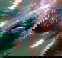 Private Manatee Tour - Accommodation Dallas