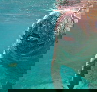 Self Drive Swim with Manatees on the Crystal River - Accommodation Dallas