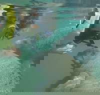 Deluxe Manatee Swim Tour - Accommodation Dallas