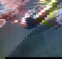 Manatees and Rainbow River by SCUBA or Snorkel - Accommodation Dallas