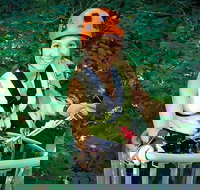 Fully Guided Zipline Canopy Tour through Kentucky River Palisades - Accommodation Dallas