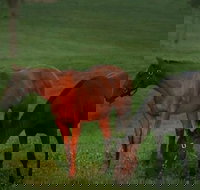 Half-Day Thoroughbred Horse Farm Tour in Kentucky - Accommodation Dallas