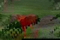 Lexington Ky Accommodation Dallas