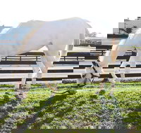 Rarest Thoroughbreds in the World Tour - Accommodation Dallas