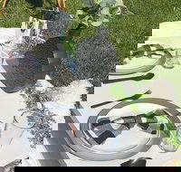 Outdoor Luxury Themed Picnic Setup in Detroit - Accommodation Dallas